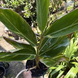 Variegated ginger