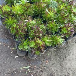 Aeonium