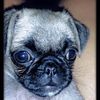 Fredy