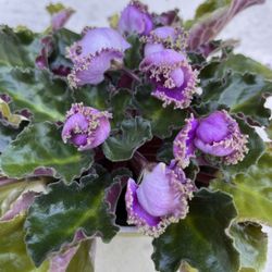 African Violet in a pretty cup. Sammamish, Beaver Lake 