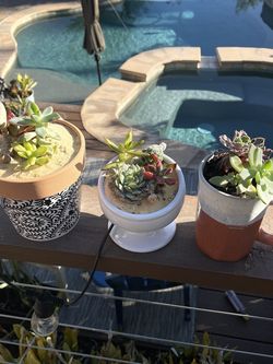 Potted Succulent Plants