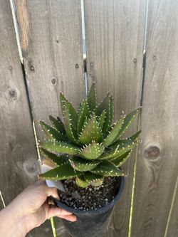 Mitre Aloe