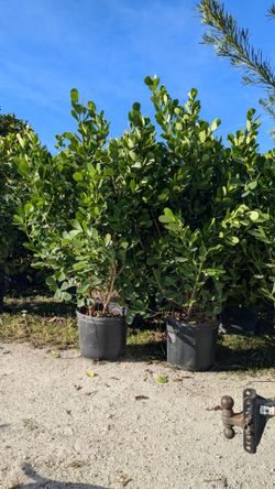 Huge Clusias Over 6 Feet Tall Instant Privacy Hedge For Fence