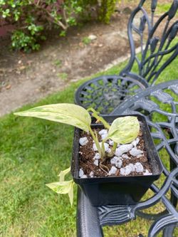 Marble queen pothos