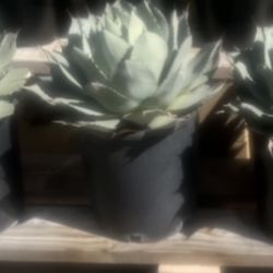  Artichoke Agave Succulent Plant 