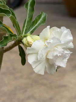 Desert rose / Rosa Del Desierto Hoa Su*’