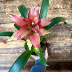 Bromeliad: ‘Scarlet Star’ (Guzmania lingulata)