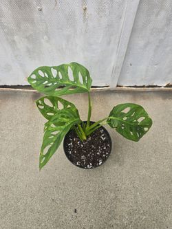 Mint verigated Monstera Swiss Chesse plant