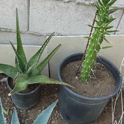 Set Plantas 