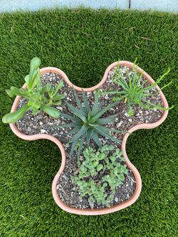 Succulent Garden