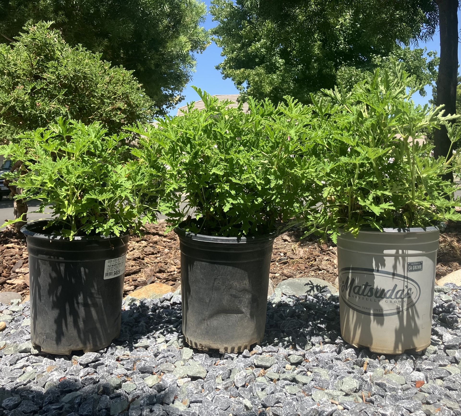 FULL 5 Gallon Citronella !