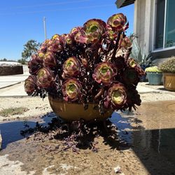 1 Large Succulents With Pot 