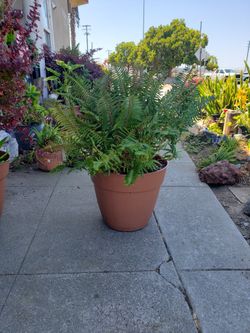 Fern Plant For Sale