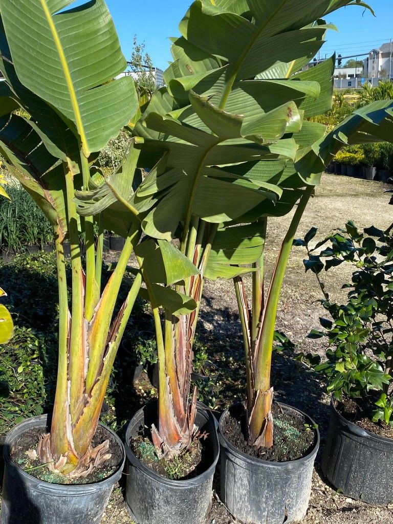 Bird of Paradise Plant