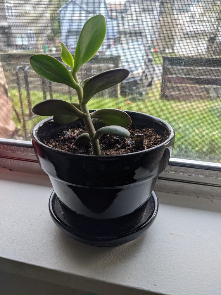 Jade Plant In 5inch Ceramic Pot