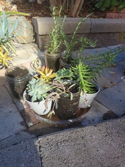Small Plant $ 5 Each