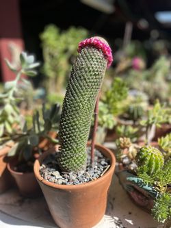 Mammillaria Myranii cactus