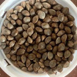 Lemon Seeds