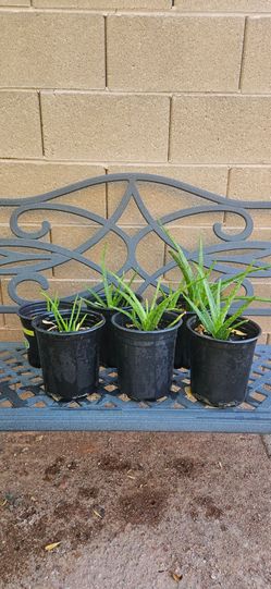 Aloe Vera plant (small)