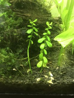Moneywort