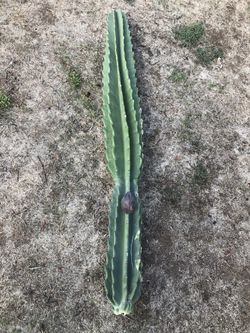 Apple Cerus Cactus 50”tall
