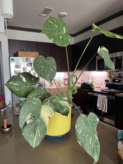 Thai constellation monstera