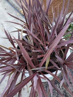 Dracaena