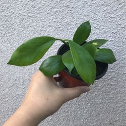 Beautiful Hoya Obscura Plant