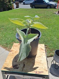 Elephant Ear plant