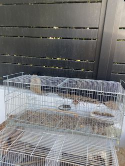 Bird Cage