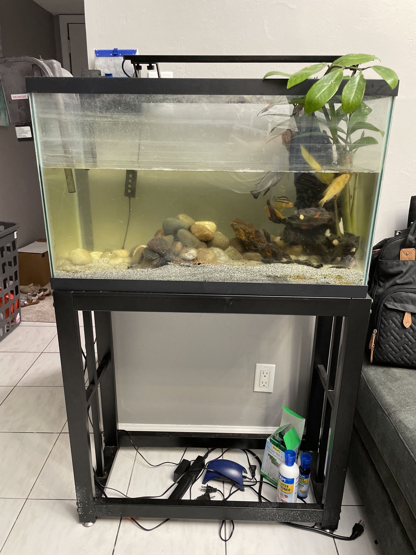 FISH TANK. STAND . Fishes