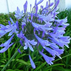 Agapanthus (Lily Of The Nile)