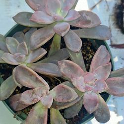 Succulent Plants In 6-in Containers See List Below