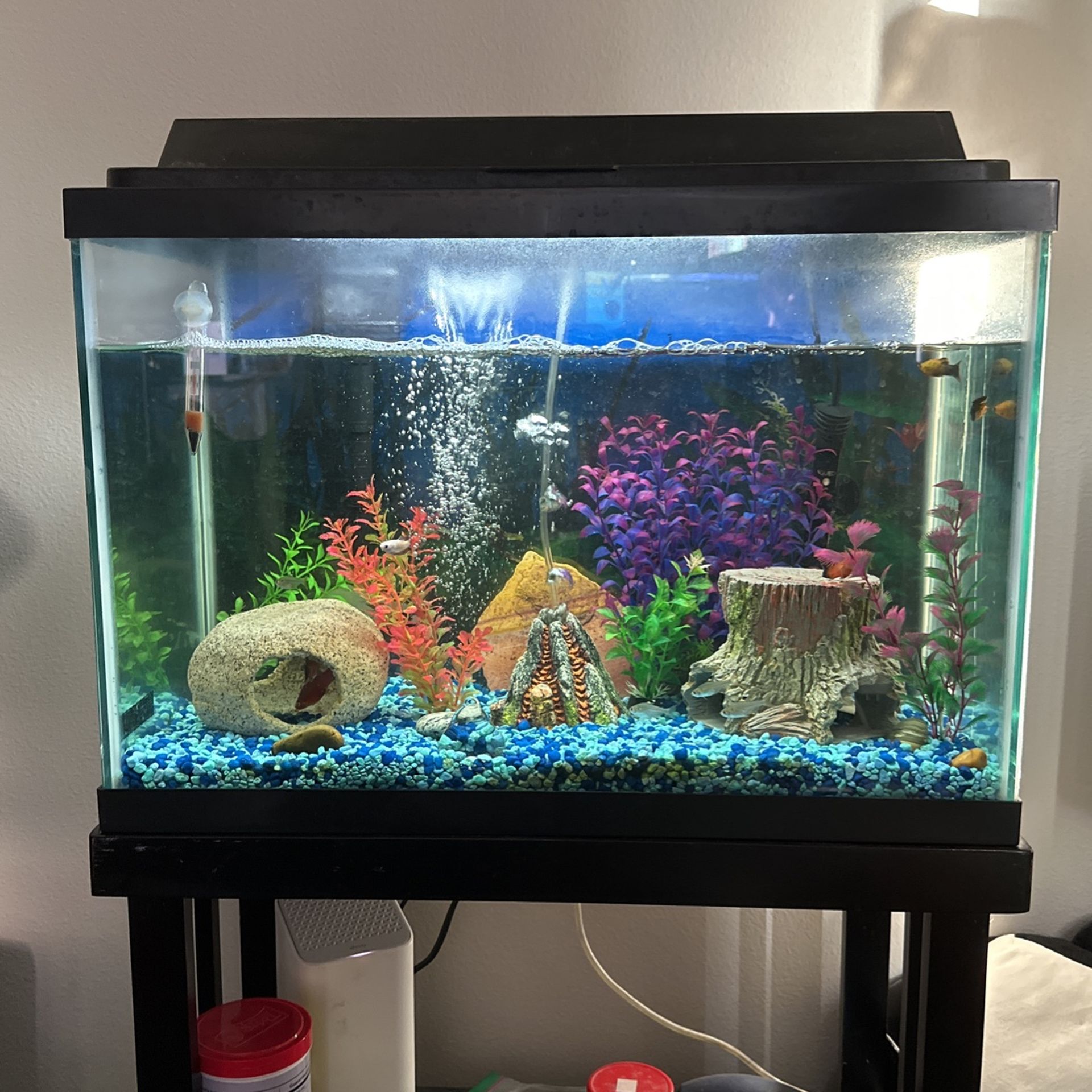 29 gallon Community Fish Tank
