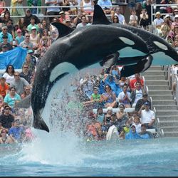 Sea World And Aquatica Tickets $25