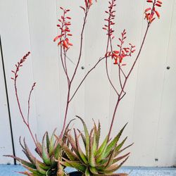 ALOE VERA PLANT IN BLOOM 
