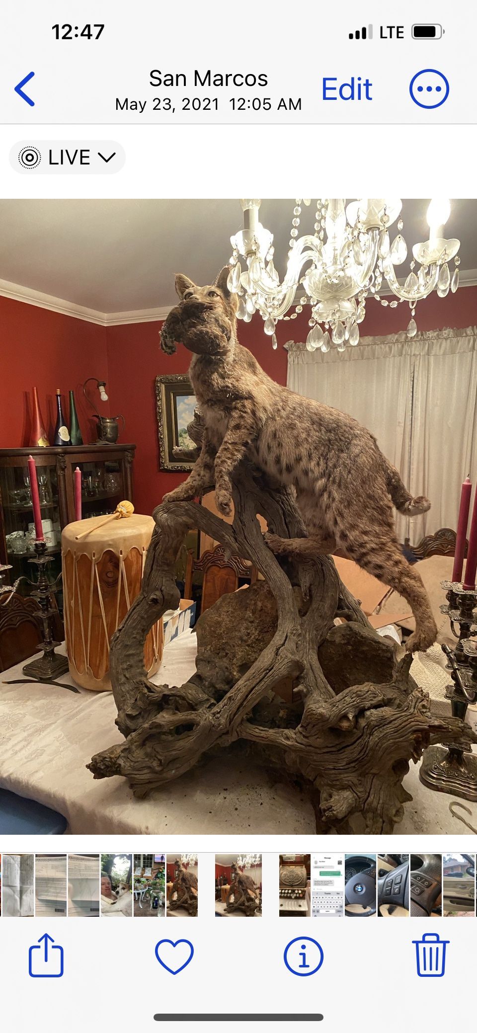 Beautiful Bobcat Mount With Quail In His Mouth