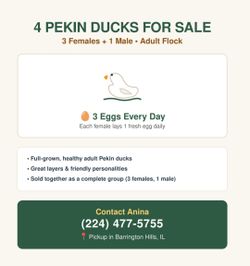 4 Pekin Ducks (1 Drake & 3 Ducks) – Fresh Eggs Daily!