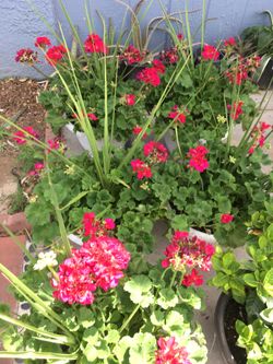 Geranium
