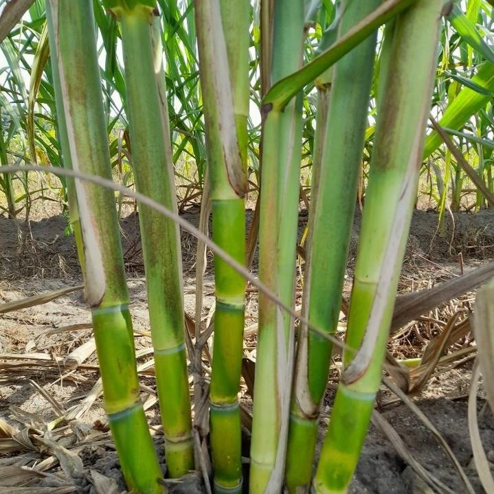 Florida White Table Cane Plants 