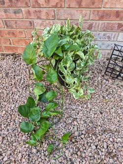 N Joy Pothos Plant in Black Pot