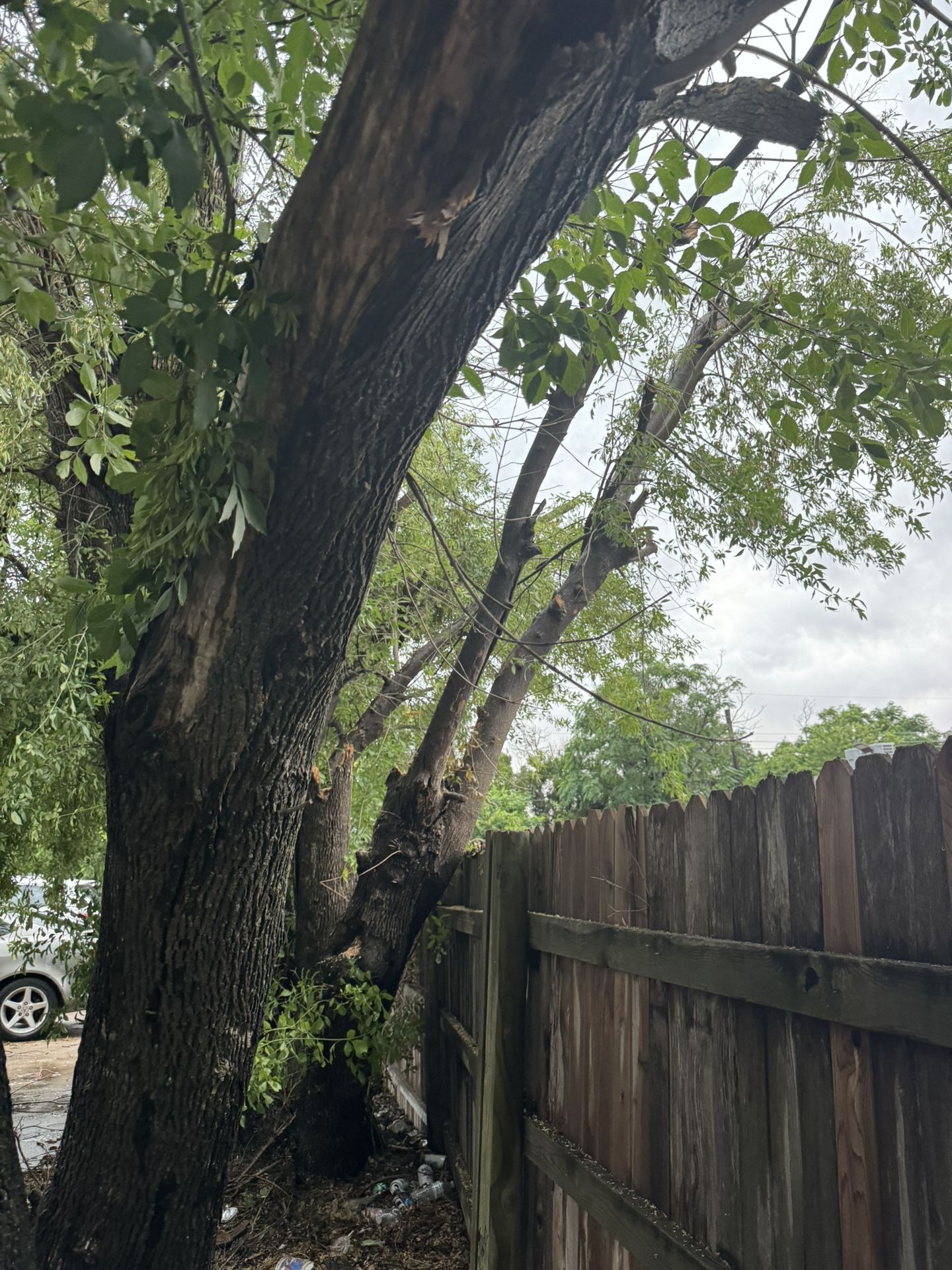 Hacemos Todo Tipo De Trabajo Trineado Y Corte De árboles 🌳 Pintura De Todo Bendiciónes