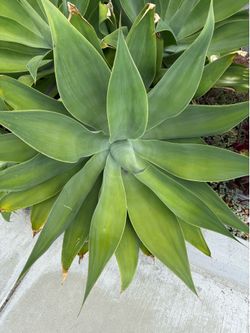 Agave attenuata (fox tail agave)
