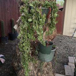 Hanging Jade