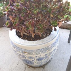 Succulent In Oriental Pot