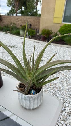 Indoor plants Aloe vera