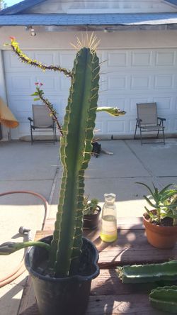 Rare cactus san pedro mescaline cactus