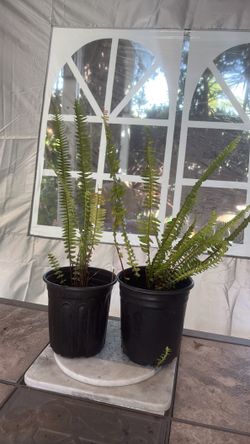$4 ferns