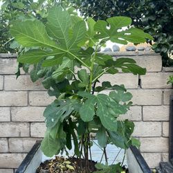 Healthy Fig Tree