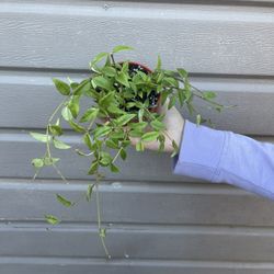 4” Hoya Bella